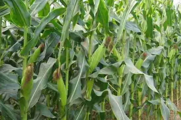 玉米播种后过多久会出苗，一般需要5-7天左右