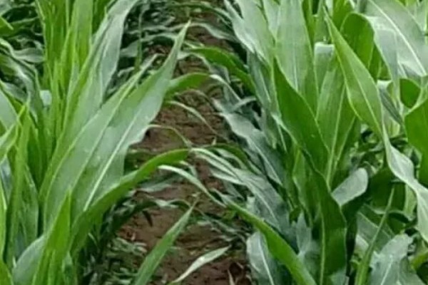 玉米播种后过多久会出苗，一般需要5-7天左右