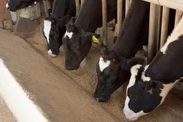 怎么使用敌百虫，根据防治对象决定用法