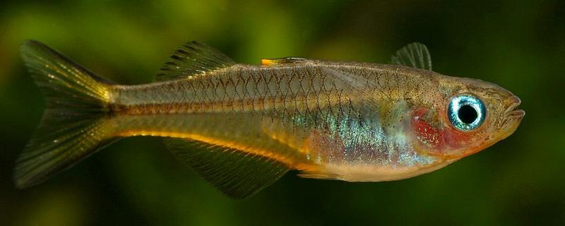 侏虹银汉鱼好养吗，饲养难度不大