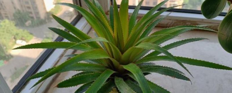 菠萝蒂如何水培，要选择透明的瓶子作为容器