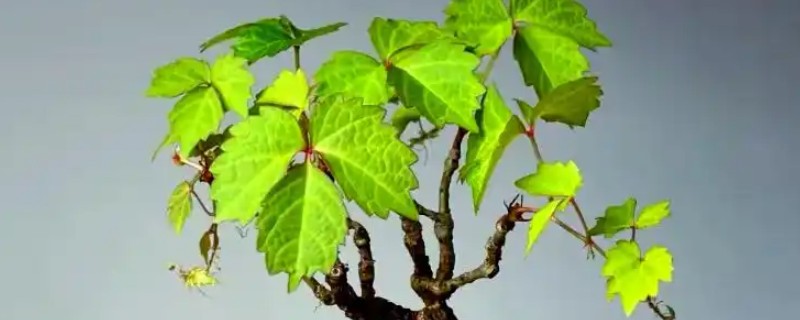 爬山虎的养殖方法，适宜的生长温度为15-30度