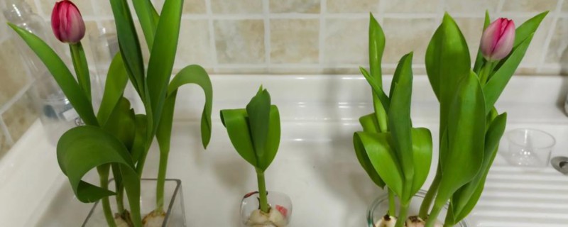 水培郁金香生根所需时间，经过一周左右就能生根
