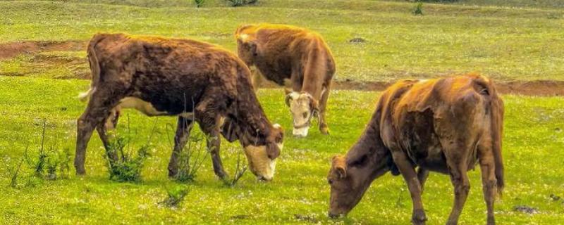 牛的胃共有几个，分为瘤胃、网胃、瓣胃和皱胃
