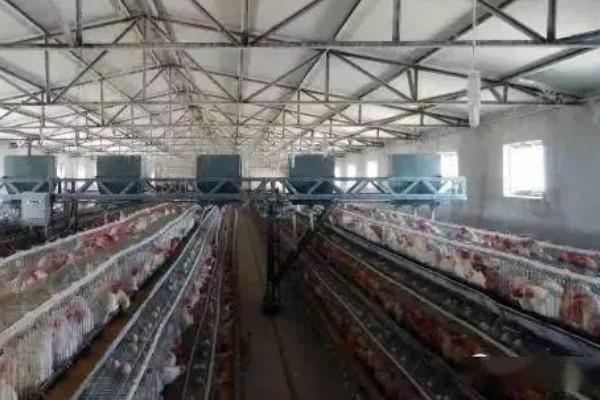 蛋鸡鸡舍的建造注意事项，一定要确保蛋鸡鸡舍的通透性