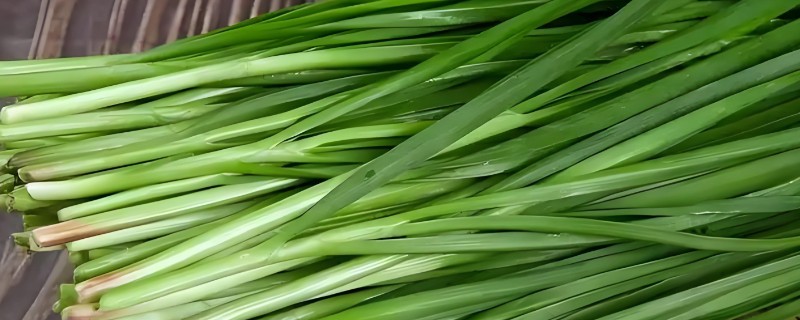 红根韭菜与白根韭菜有哪些区别，前者的根部呈白色、后者的根部呈紫红色