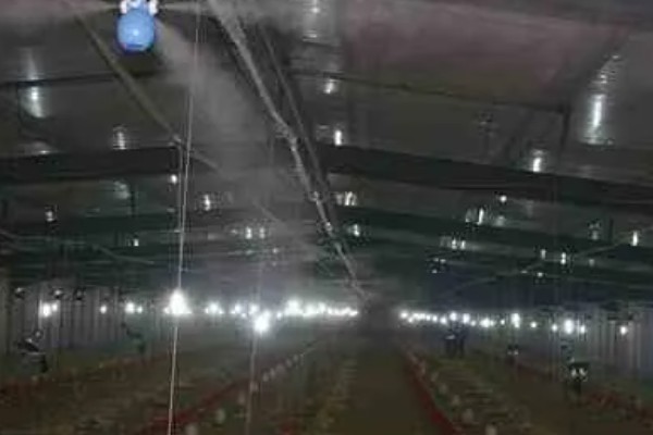 蛋鸡鸡舍的建造注意事项，一定要确保蛋鸡鸡舍的通透性