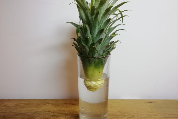 菠萝蒂如何水培，要选择透明的瓶子作为容器