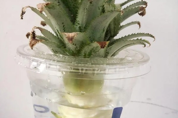 菠萝蒂如何水培，要选择透明的瓶子作为容器