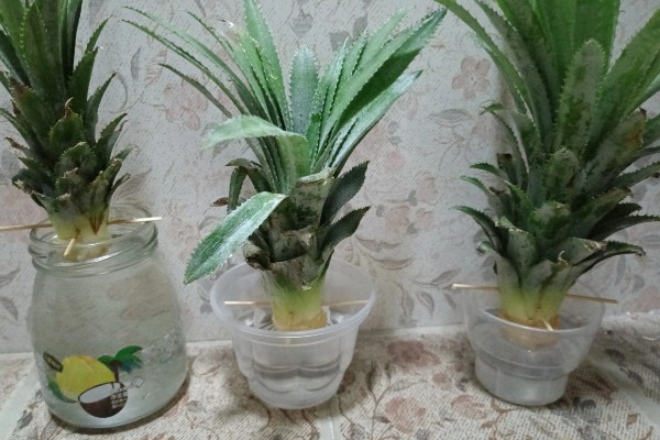 菠萝蒂如何水培，要选择透明的瓶子作为容器