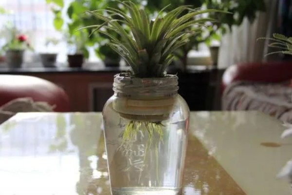 菠萝蒂如何水培，要选择透明的瓶子作为容器