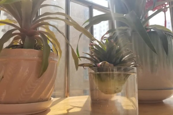 菠萝蒂如何水培，要选择透明的瓶子作为容器