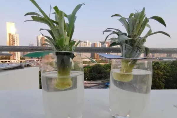 菠萝蒂如何水培，要选择透明的瓶子作为容器