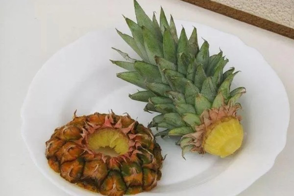 菠萝蒂如何水培，要选择透明的瓶子作为容器