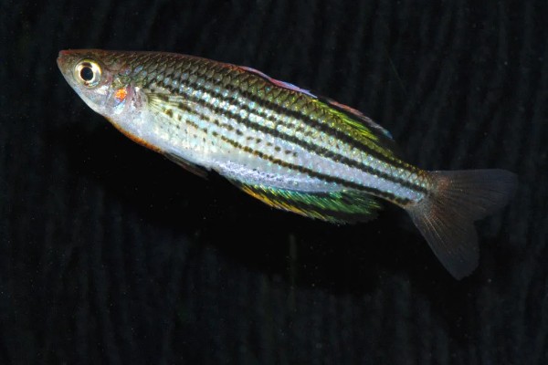 侏虹银汉鱼好养吗，饲养难度不大