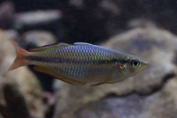 侏虹银汉鱼好养吗，饲养难度不大