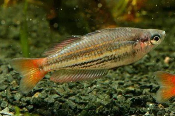 侏虹银汉鱼好养吗，饲养难度不大