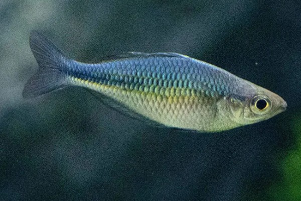 侏虹银汉鱼好养吗，饲养难度不大