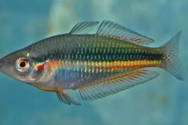 侏虹银汉鱼好养吗，饲养难度不大