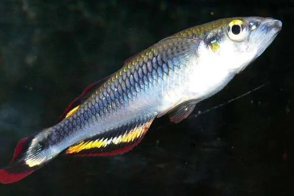 侏虹银汉鱼好养吗，饲养难度不大