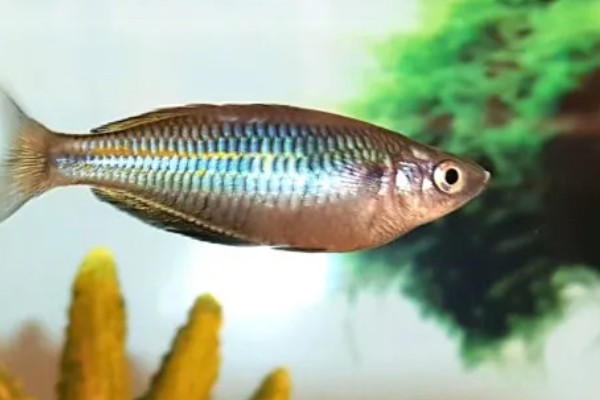 侏虹银汉鱼好养吗，饲养难度不大