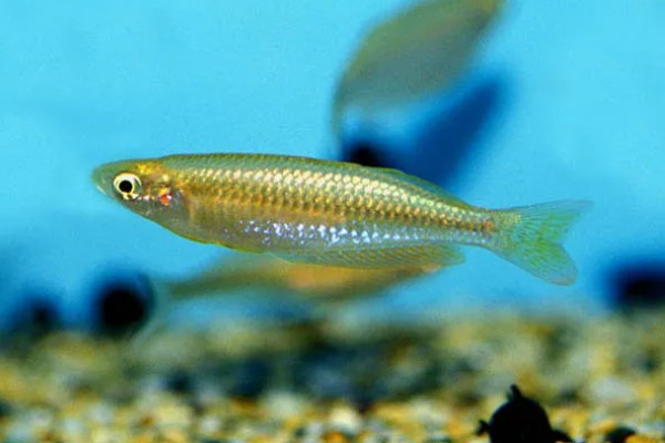 侏虹银汉鱼好养吗，饲养难度不大