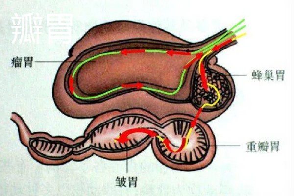 牛的胃共有几个，分为瘤胃、网胃、瓣胃和皱胃