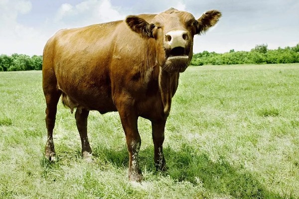 牛的胃共有几个，分为瘤胃、网胃、瓣胃和皱胃