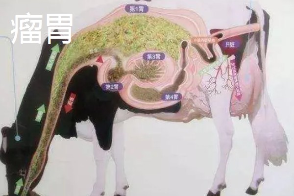牛的胃共有几个，分为瘤胃、网胃、瓣胃和皱胃