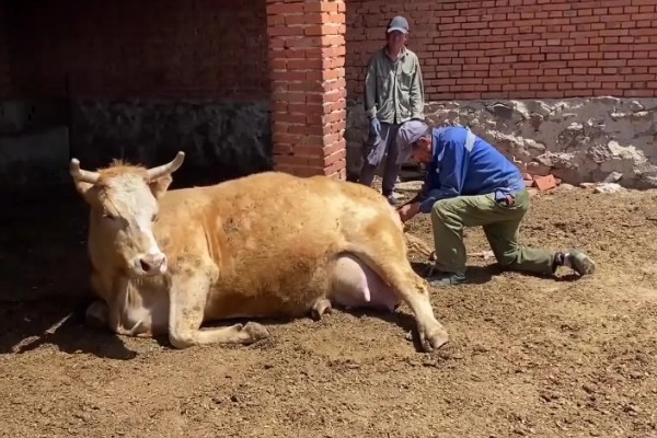 牛的胃共有几个，分为瘤胃、网胃、瓣胃和皱胃