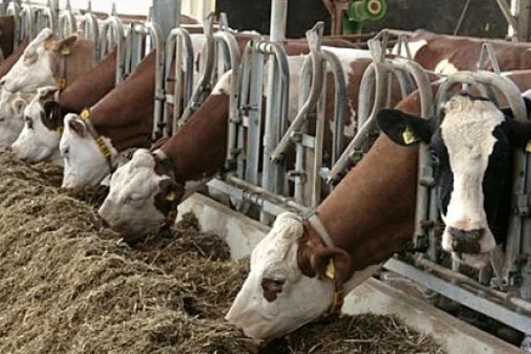 牛的胃共有几个，分为瘤胃、网胃、瓣胃和皱胃