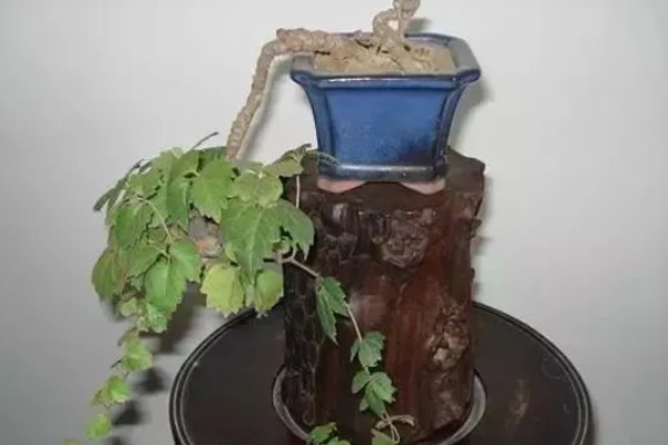 爬山虎的养殖方法，适宜的生长温度为15-30度