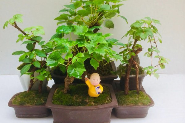 爬山虎的养殖方法，适宜的生长温度为15-30度