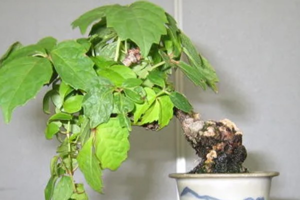 爬山虎的养殖方法，适宜的生长温度为15-30度