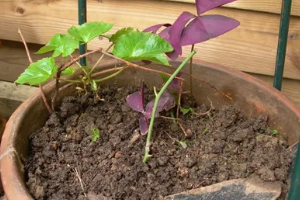 爬山虎的养殖方法，适宜的生长温度为15-30度