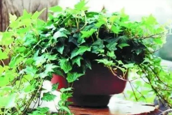 爬山虎的养殖方法，适宜的生长温度为15-30度