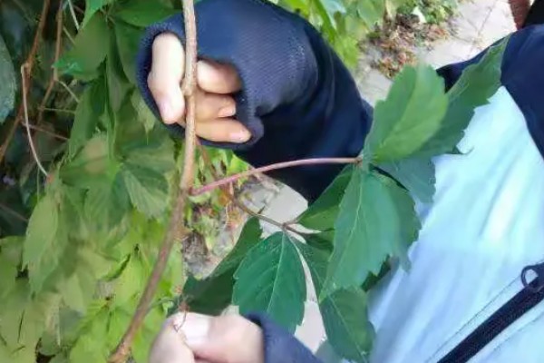 爬山虎的养殖方法，适宜的生长温度为15-30度