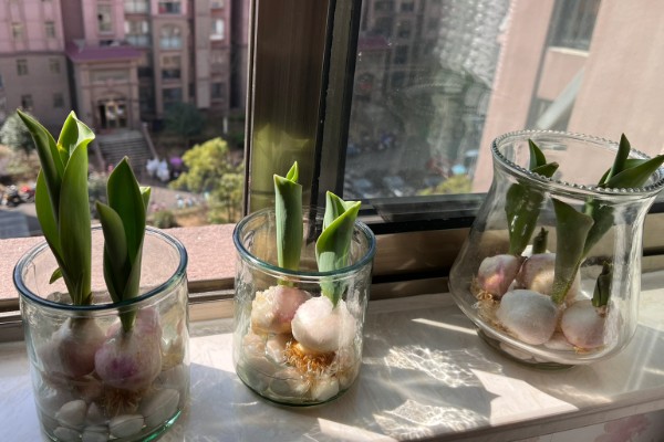 水培郁金香生根所需时间，经过一周左右就能生根