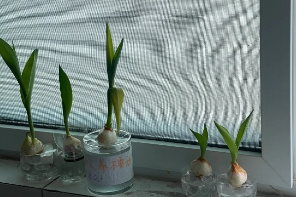 水培郁金香生根所需时间，经过一周左右就能生根