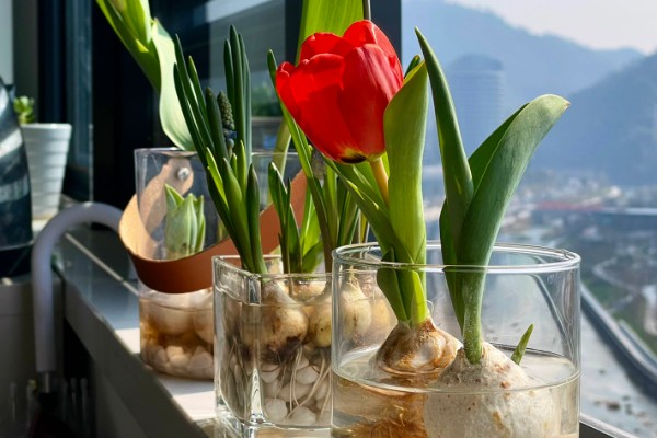 水培郁金香生根所需时间，经过一周左右就能生根