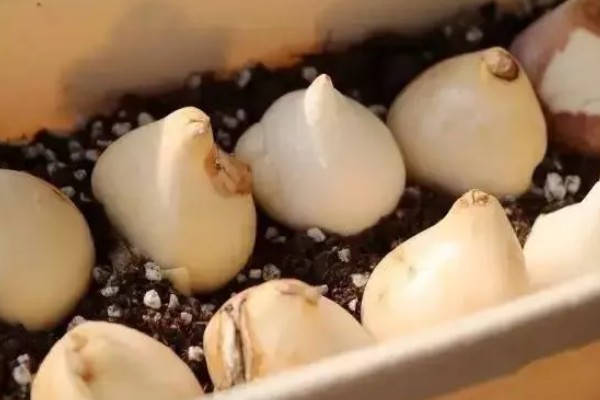 水培郁金香生根所需时间，经过一周左右就能生根