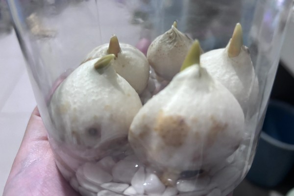 水培郁金香生根所需时间，经过一周左右就能生根