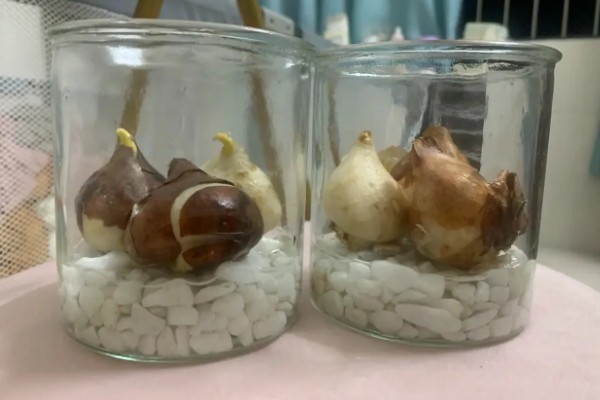 水培郁金香生根所需时间，经过一周左右就能生根