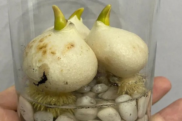 水培郁金香生根所需时间，经过一周左右就能生根