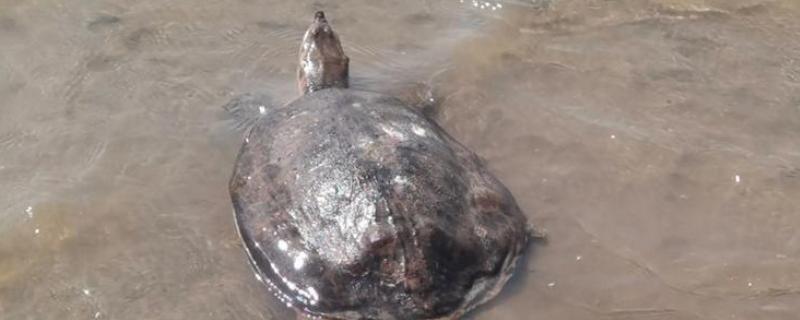 甲鱼有哪些生活习性，群体间常出现以强欺弱的情况