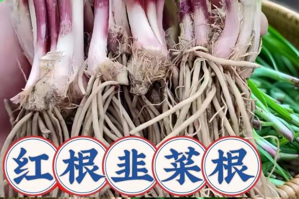 红根韭菜与白根韭菜有哪些区别，前者的根部呈白色、后者的根部呈紫红色