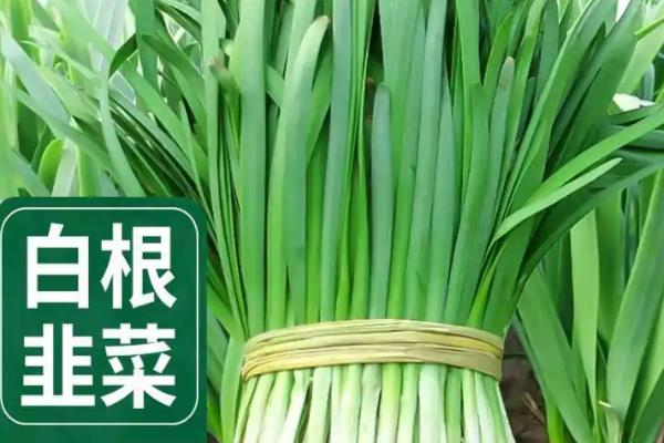 红根韭菜与白根韭菜有哪些区别，前者的根部呈白色、后者的根部呈紫红色