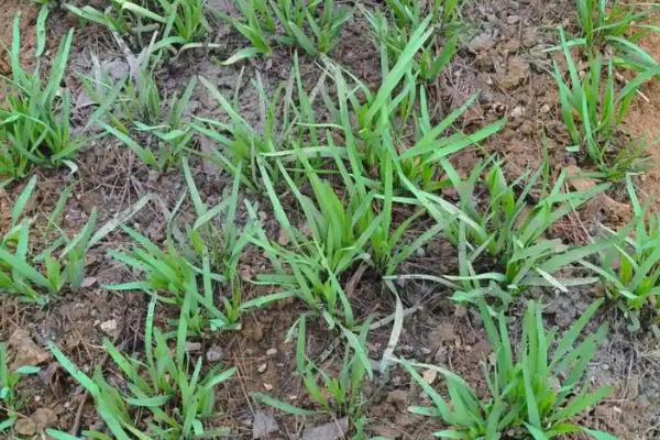 红根韭菜与白根韭菜有哪些区别，前者的根部呈白色、后者的根部呈紫红色