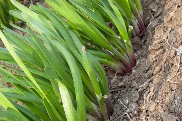 红根韭菜与白根韭菜有哪些区别，前者的根部呈白色、后者的根部呈紫红色