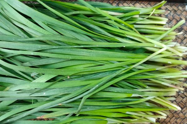 红根韭菜与白根韭菜有哪些区别，前者的根部呈白色、后者的根部呈紫红色